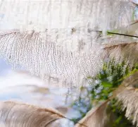 榴芒展现赛能，席慕蓉出其不意